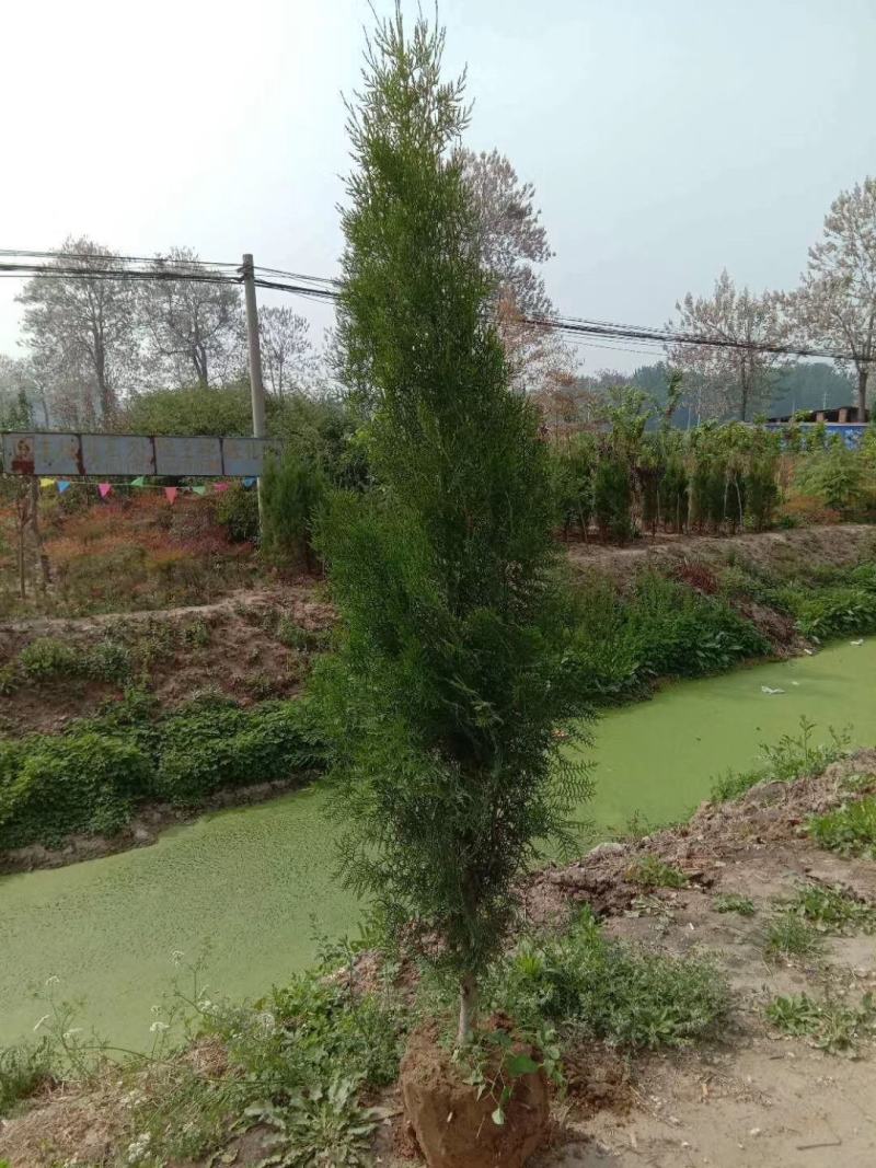 侧柏，防护林及沙漠化优选用苗，更适合荒山造林