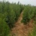 侧柏，防护林及沙漠化优选用苗，更适合荒山造林