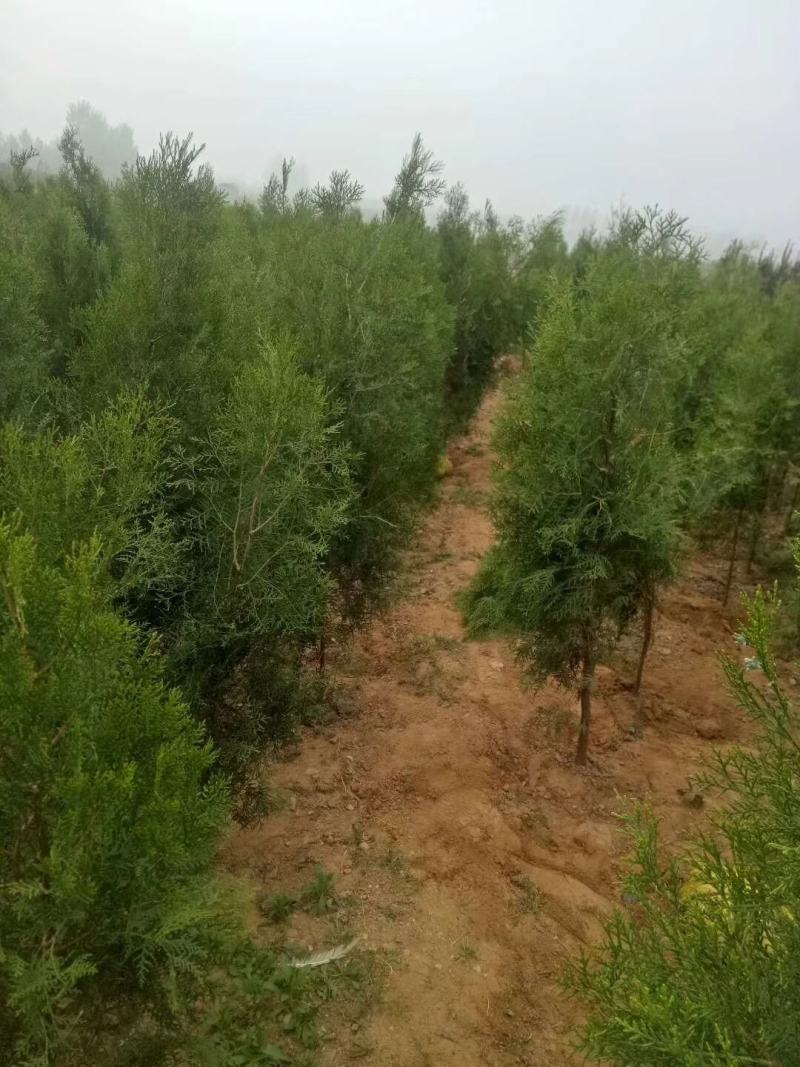 侧柏，防护林及沙漠化优选用苗，更适合荒山造林