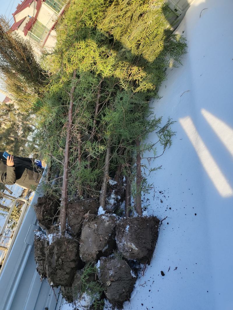 侧柏，防护林及沙漠化优选用苗，更适合荒山造林