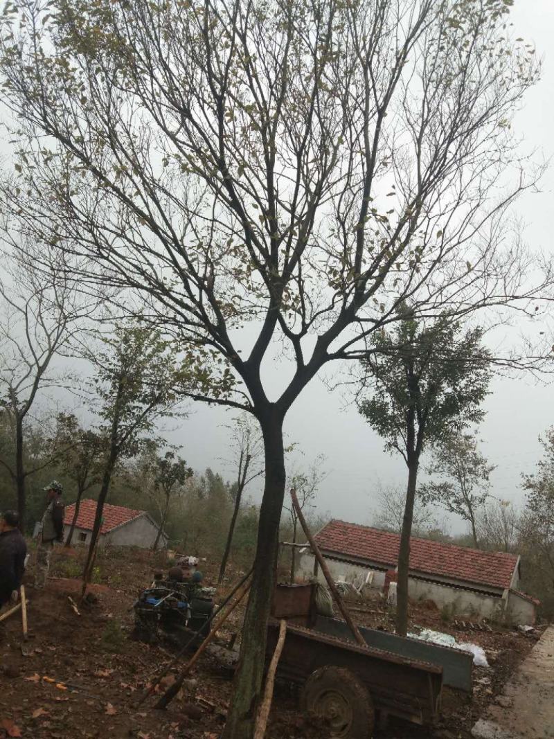 朴树，丛生朴树，各种规格齐全，优质低价，保本出圃