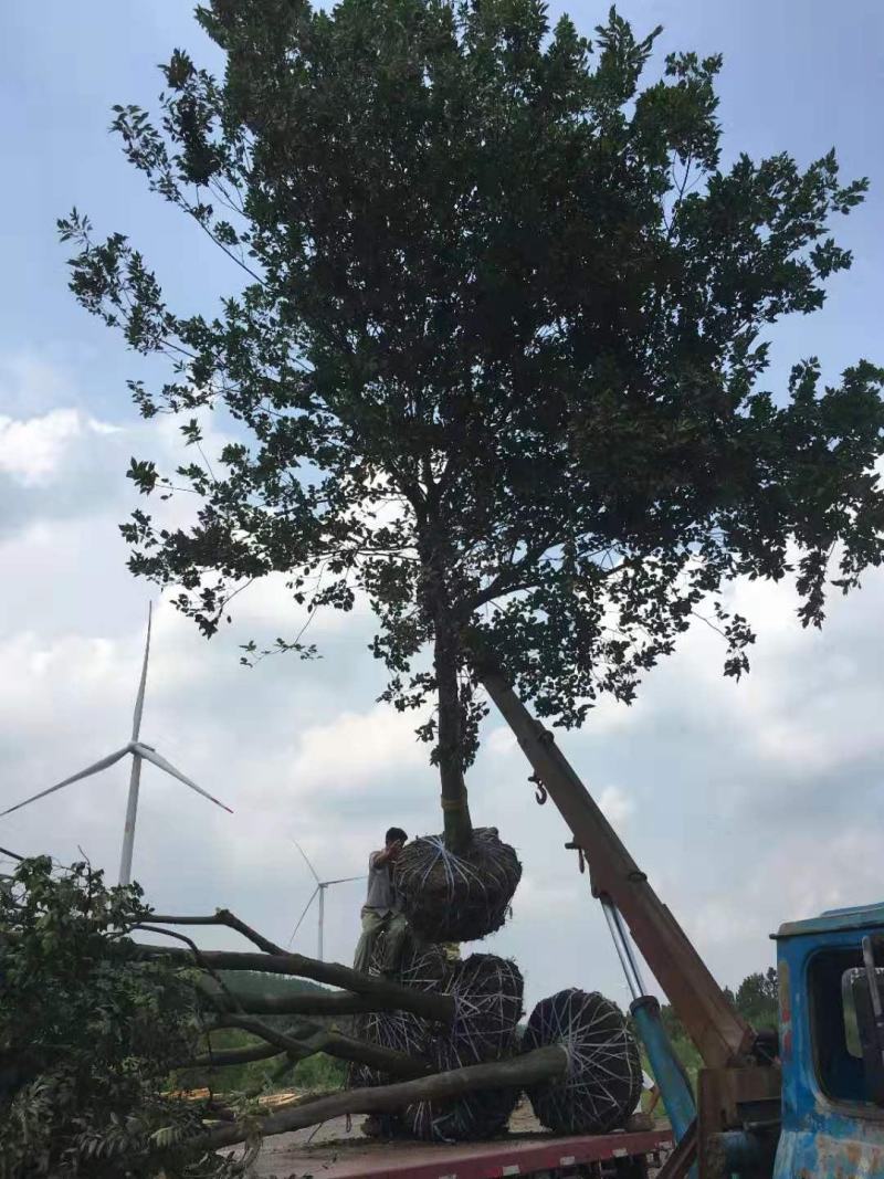 朴树，丛生朴树，各种规格齐全，优质低价，保本出圃