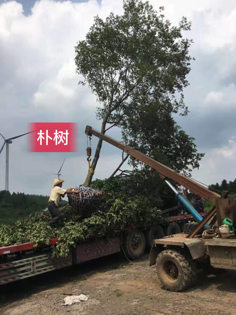 朴树，丛生朴树，各种规格齐全，优质低价，保本出圃