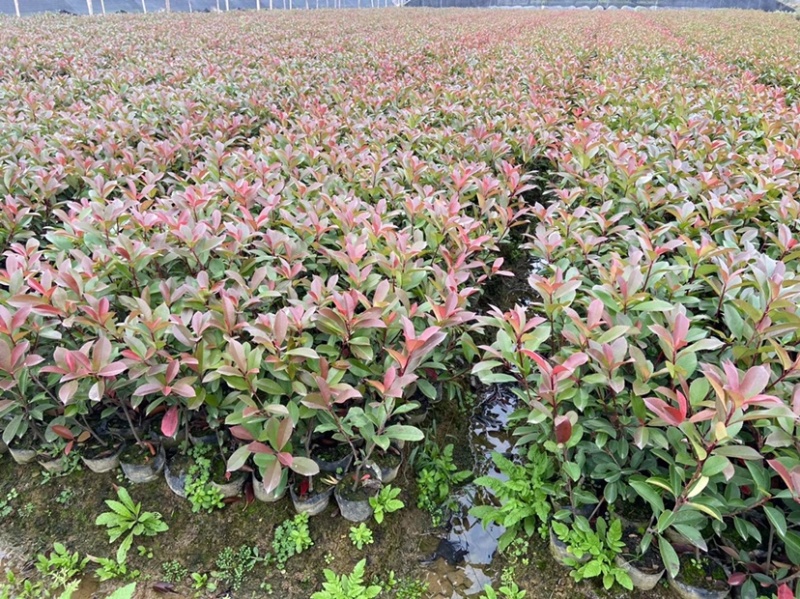 红叶石楠，大杯红叶石楠，红叶石楠大杯苗，红叶石楠小苗