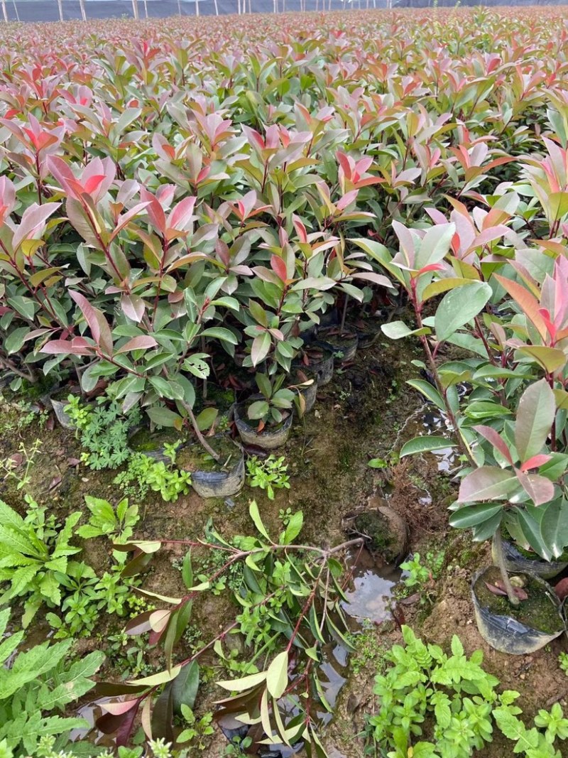 红叶石楠，大杯红叶石楠，红叶石楠大杯苗，红叶石楠小苗