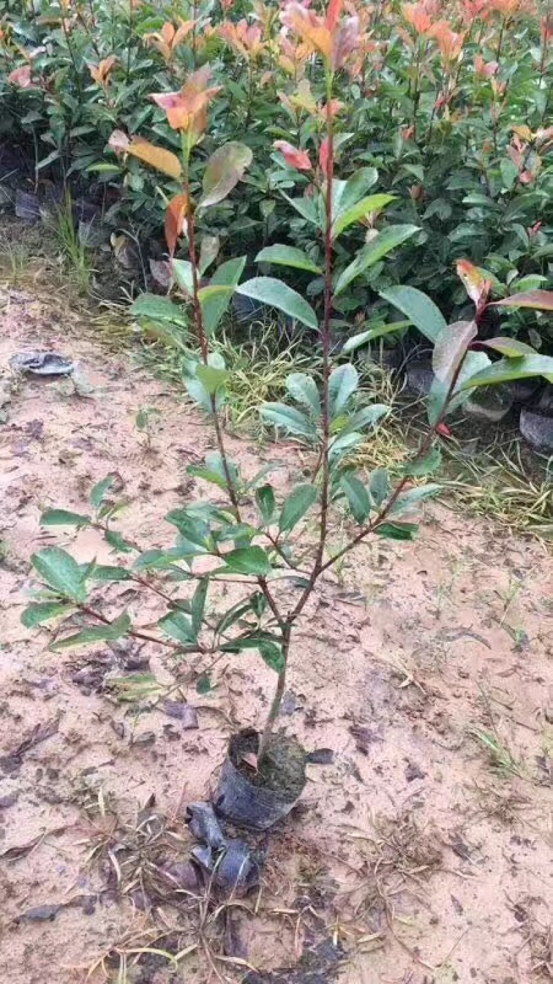 红叶石楠，大杯红叶石楠，红叶石楠大杯苗，红叶石楠小苗