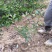红叶石楠，大杯红叶石楠，红叶石楠大杯苗，红叶石楠小苗