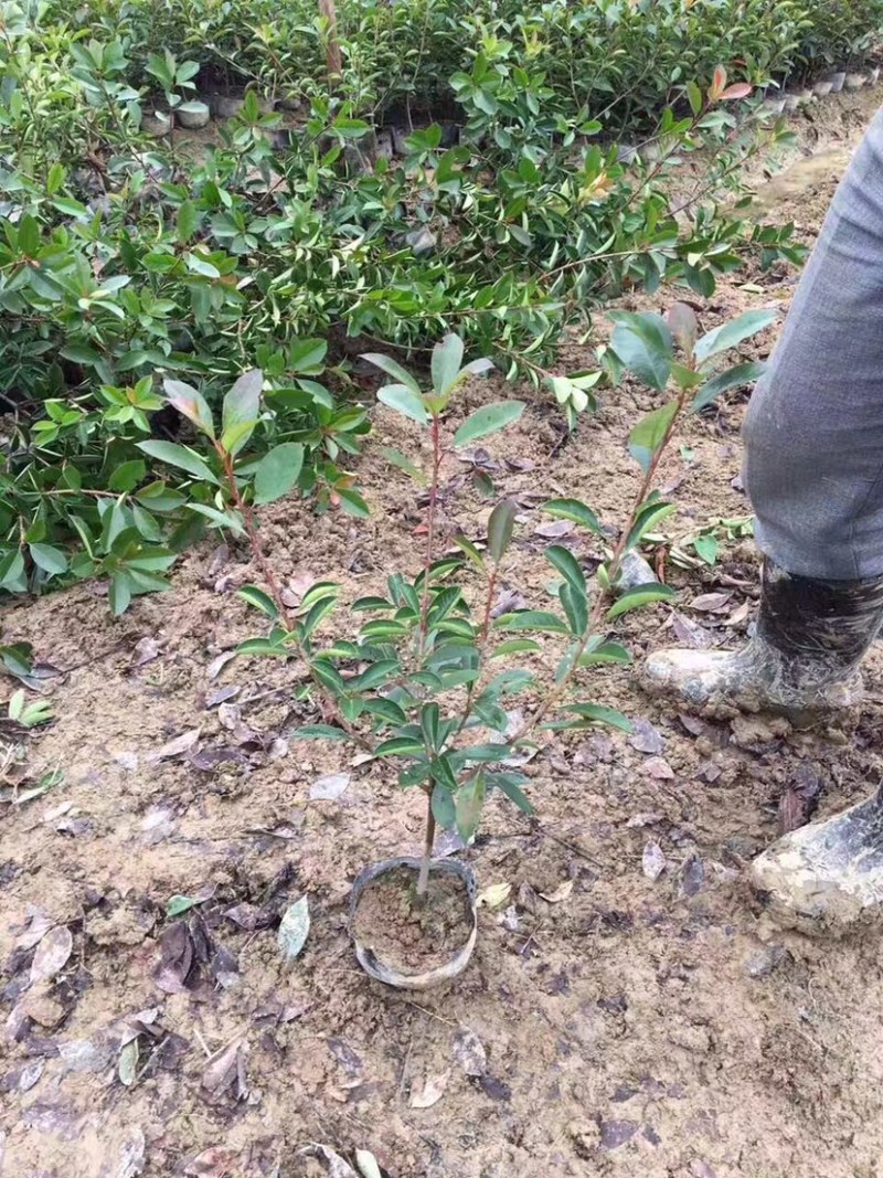 红叶石楠，大杯红叶石楠，红叶石楠大杯苗，红叶石楠小苗