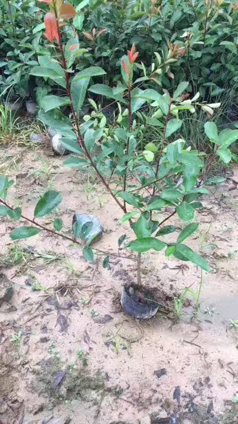 红叶石楠，大杯红叶石楠，红叶石楠大杯苗，红叶石楠小苗