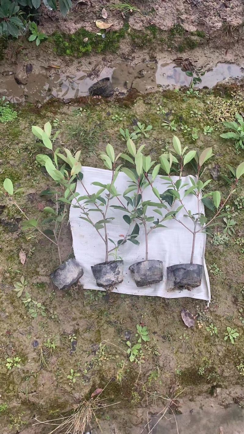 红叶石楠，大杯红叶石楠，红叶石楠大杯苗，红叶石楠小苗