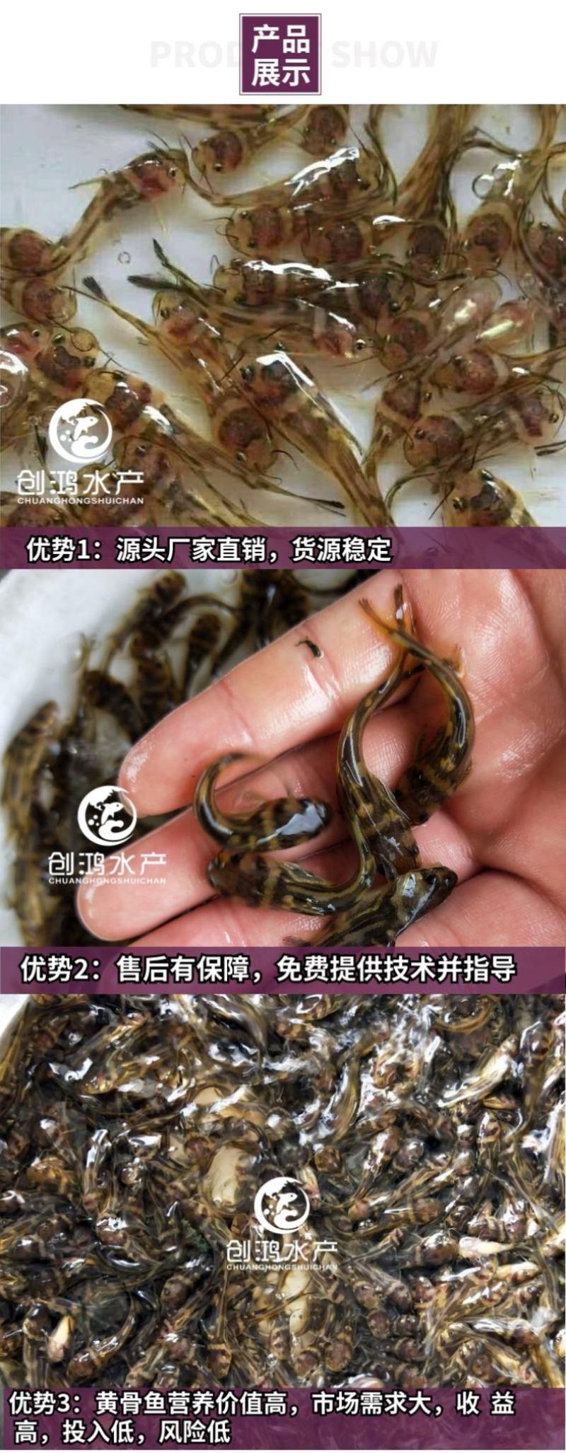 优质全雄黄骨鱼苗单性黄颡鱼苗杂交黄骨鱼苗黄辣丁鱼苗