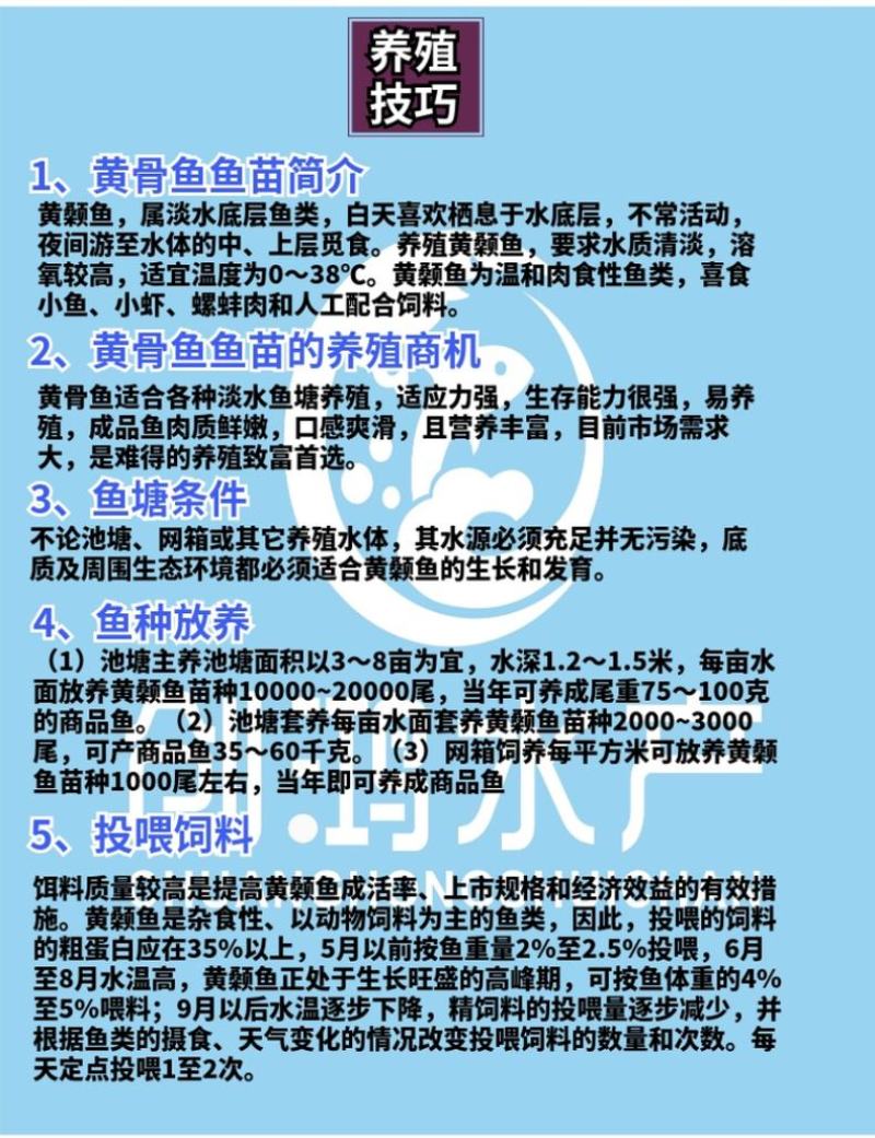 优质全雄黄骨鱼苗单性黄颡鱼苗杂交黄骨鱼苗黄辣丁鱼苗