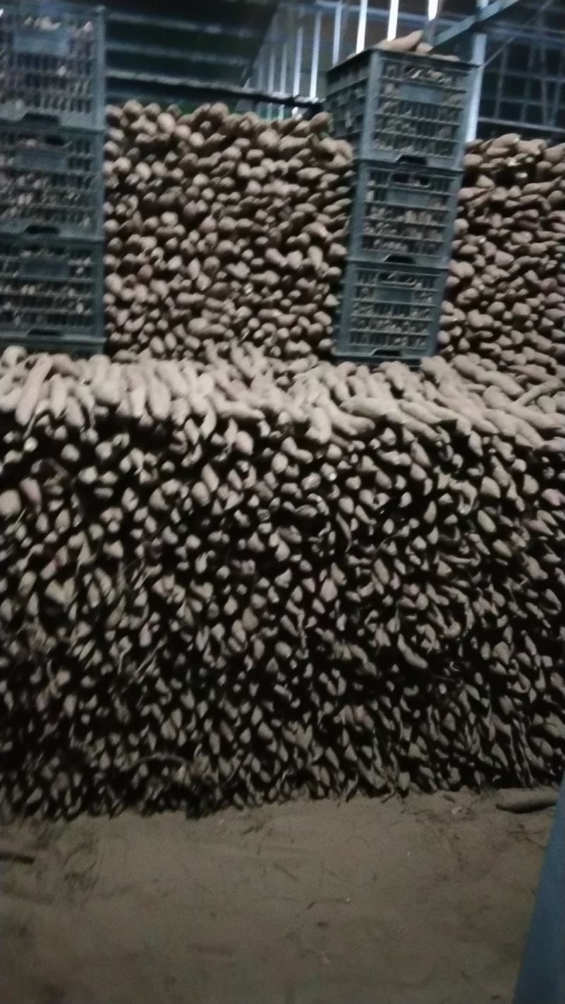 大荔沙地红薯大量出售，口感好，质量佳，诚信经营，信誉为本