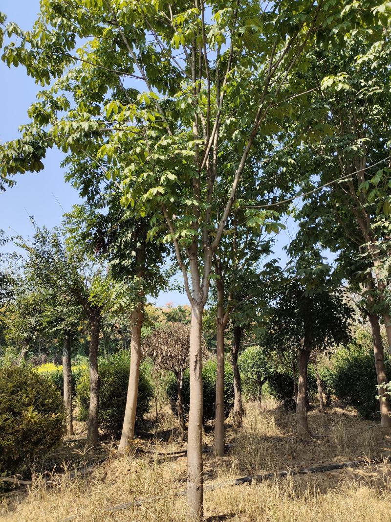 七叶树，适合高档小区及园林绿化优选用苗，自家苗圃