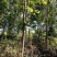 七叶树，适合高档小区及园林绿化优选用苗，自家苗圃