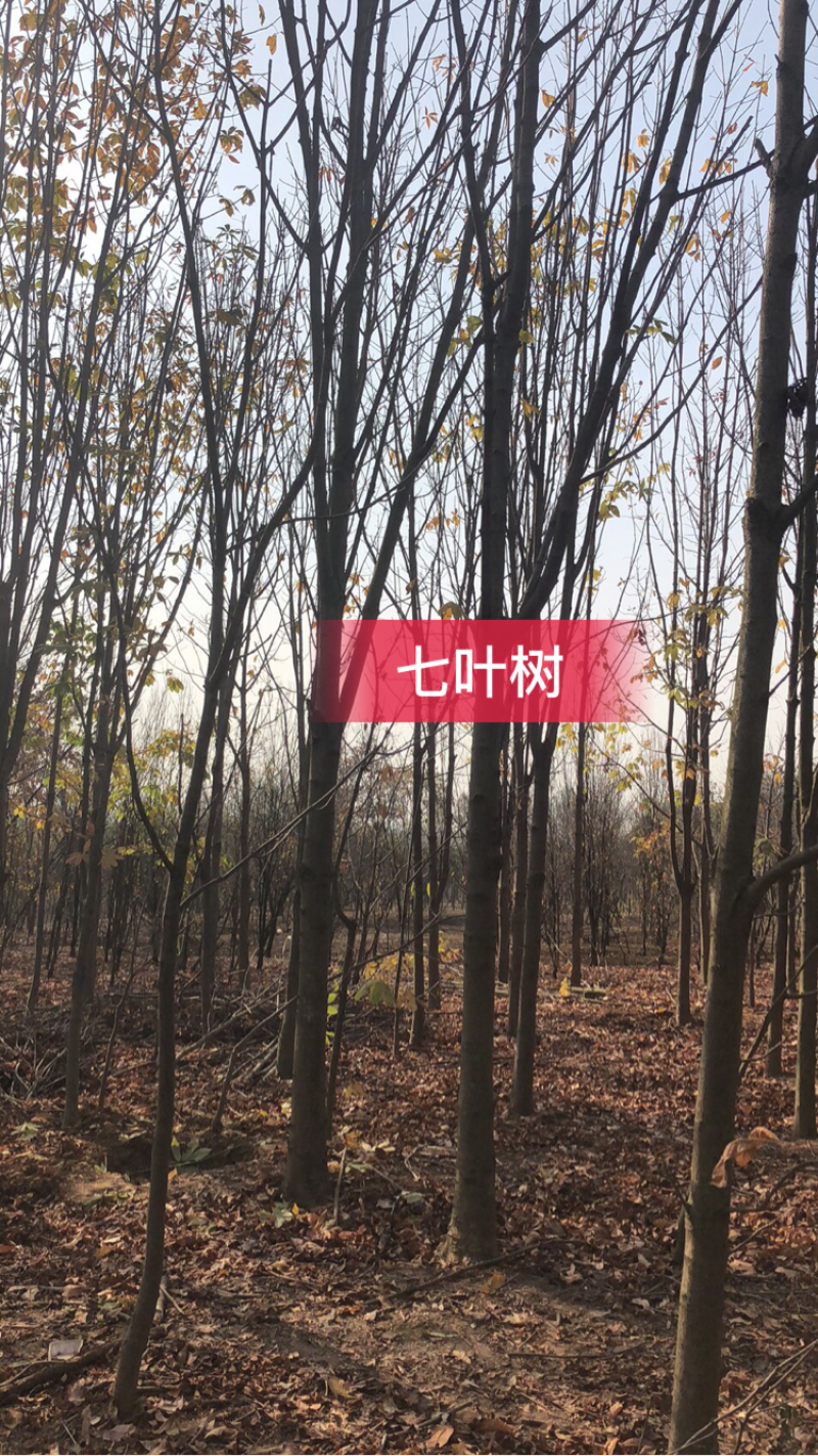 七叶树，适合高档小区及园林绿化优选用苗，自家苗圃