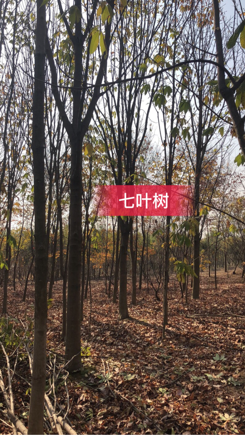 七叶树，适合高档小区及园林绿化优选用苗，自家苗圃