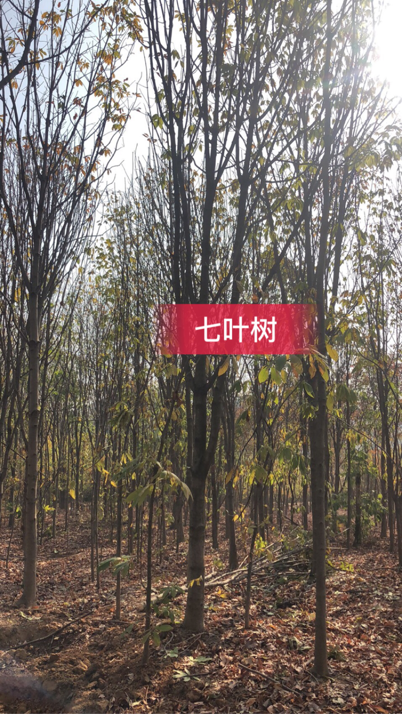 七叶树，适合高档小区及园林绿化优选用苗，自家苗圃