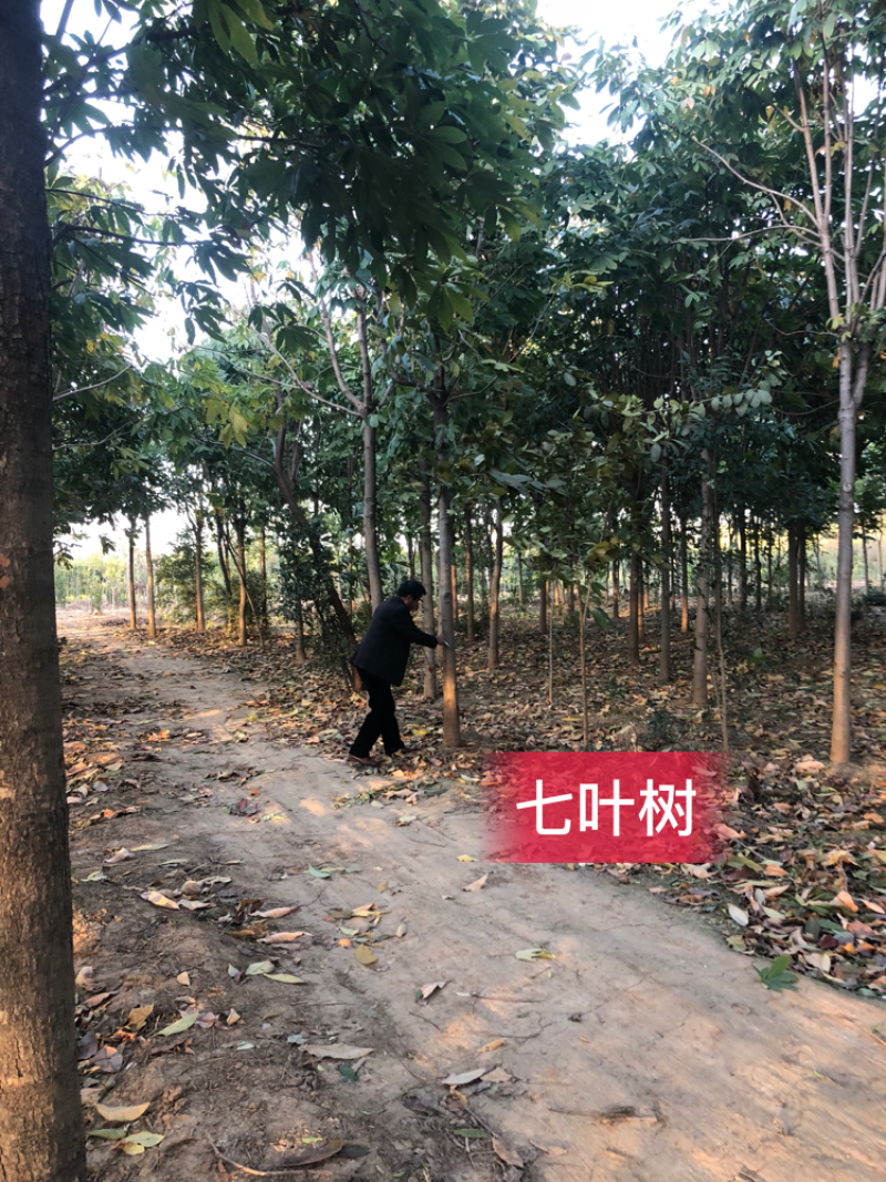 七叶树，适合高档小区及园林绿化优选用苗，自家苗圃