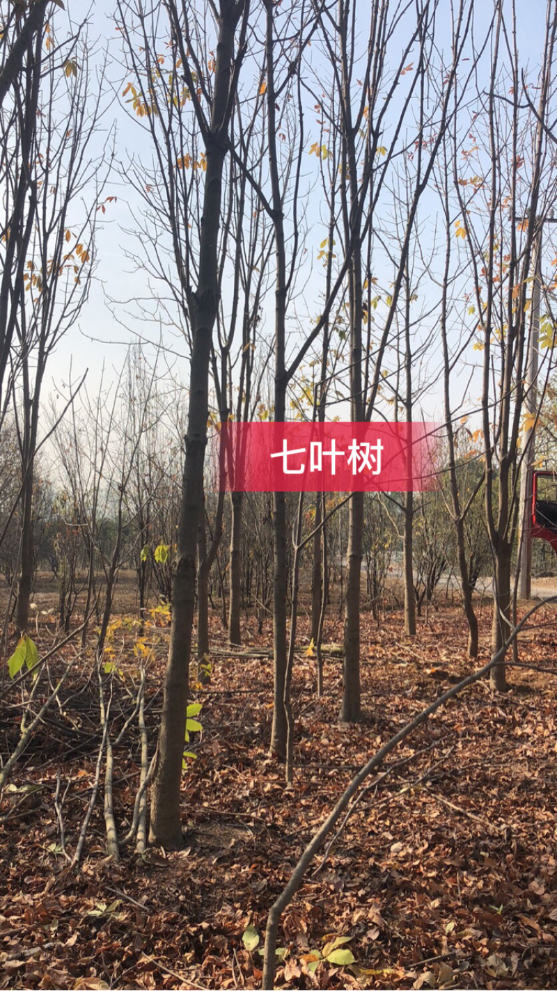 七叶树，适合高档小区及园林绿化优选用苗，自家苗圃