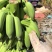 广东湛江徐闻粉蕉、小米蕉一手货源，蕉地可以视频看货