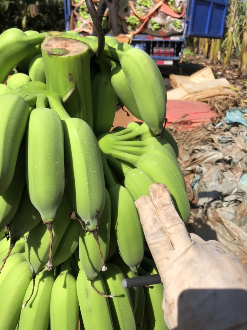 广东湛江徐闻粉蕉、小米蕉一手货源，蕉地可以视频看货
