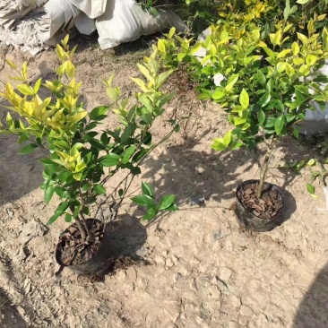 金森女贞，大杯金森女贞，金森女贞大杯苗，金森女贞球