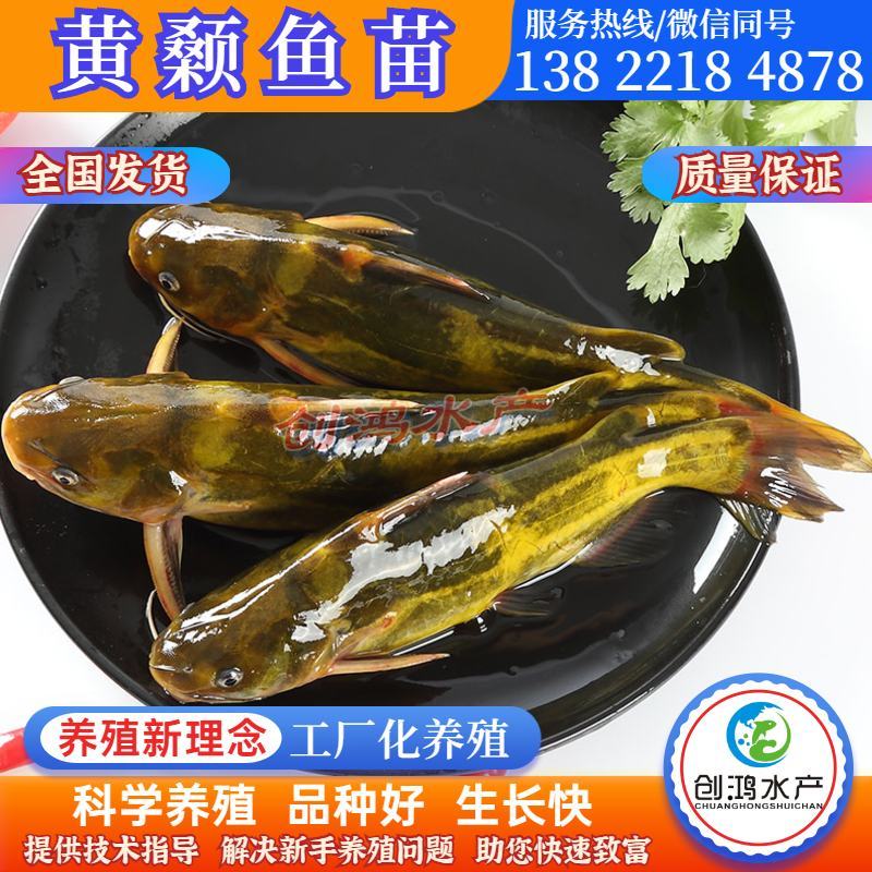 【新苗】全雄黄骨鱼鱼苗杂交黄骨鱼苗单性黄颡鱼苗