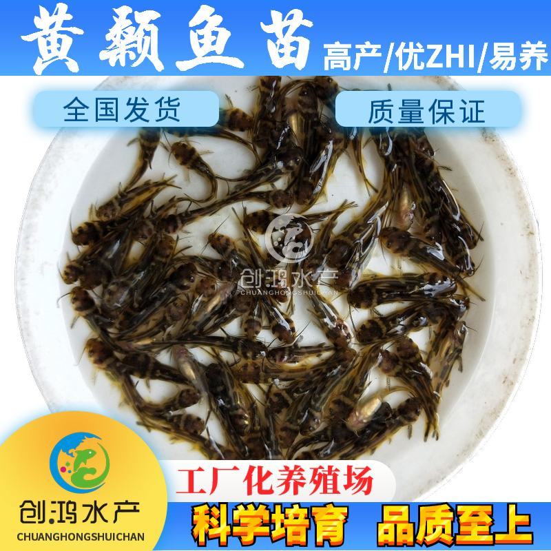 【特价批发】全雄黄骨鱼鱼苗杂交黄骨鱼苗单性黄颡鱼苗