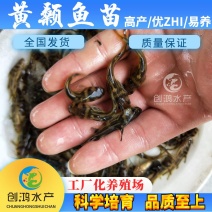 【特价批发】全雄黄骨鱼鱼苗杂交黄骨鱼苗单性黄颡鱼苗