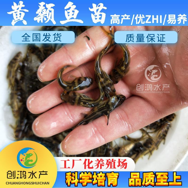 【特价批发】全雄黄骨鱼鱼苗杂交黄骨鱼苗单性黄颡鱼苗