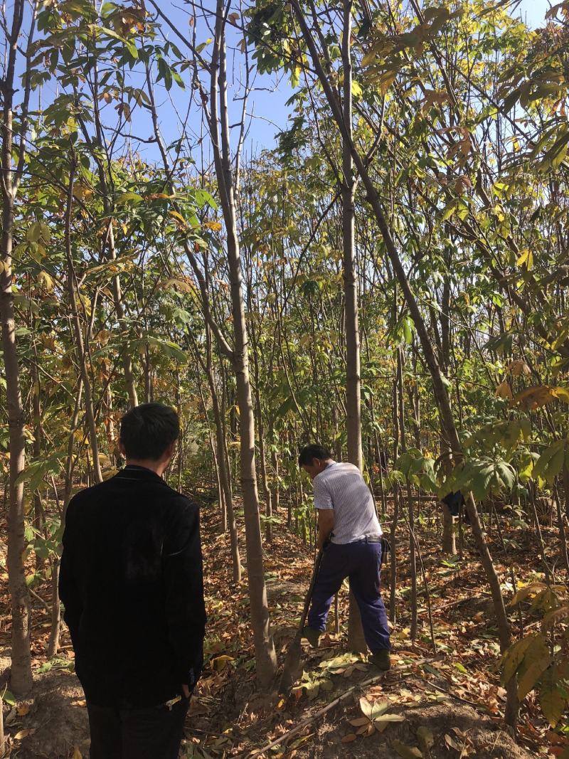 马褂木，鹅掌楸，高档小区及道路绿化优选，自产自销