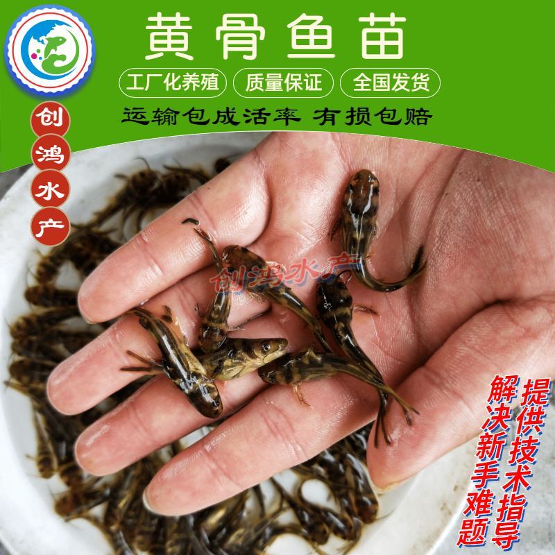 【新苗】全雄黄骨鱼鱼苗杂交黄骨鱼苗单性黄颡鱼苗