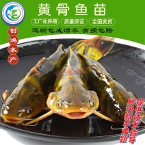 【新苗】全雄黄骨鱼鱼苗杂交黄骨鱼苗单性黄颡鱼苗