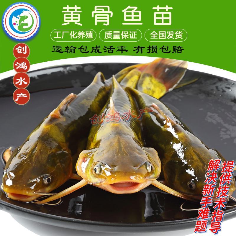 【新苗】全雄黄骨鱼鱼苗杂交黄骨鱼苗单性黄颡鱼苗