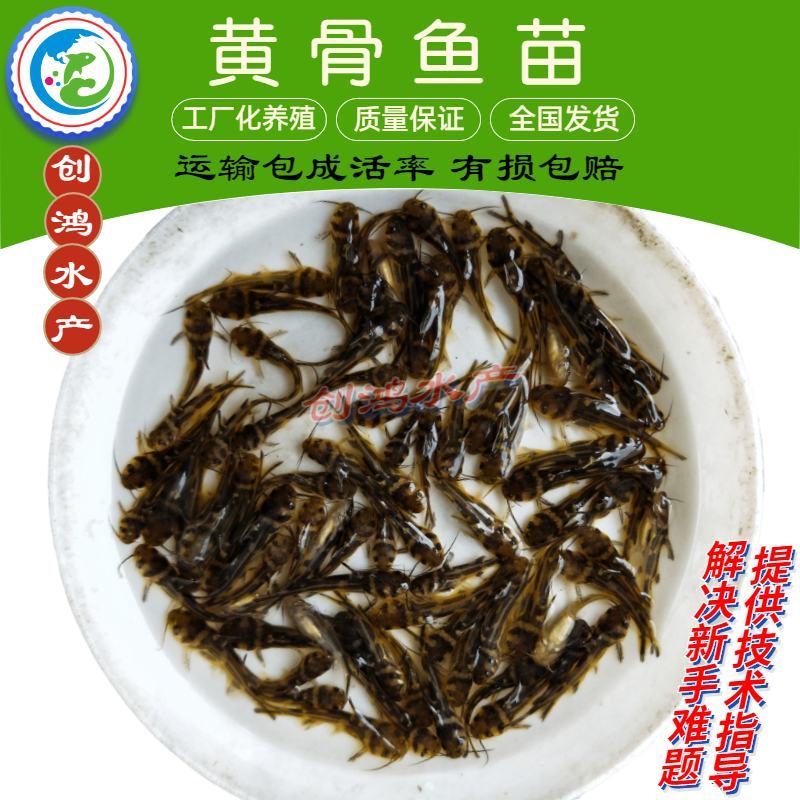 【新苗】全雄黄骨鱼鱼苗杂交黄骨鱼苗单性黄颡鱼苗
