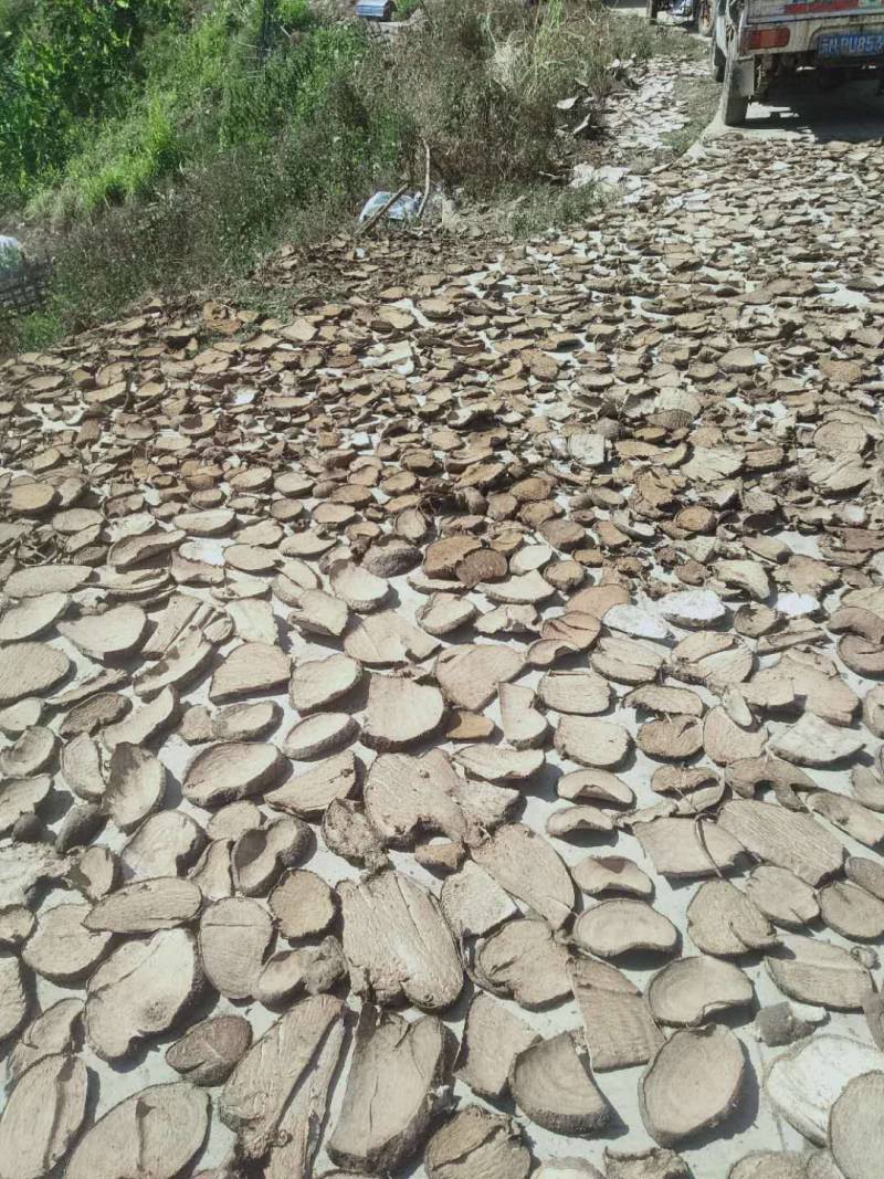野生山乌龟干片统货。