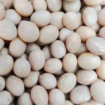 销售非转高蛋白纯加拿大白脐豆，蛋白含量44左右，袋装净粮
