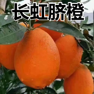 秭归长虹甜橙自产自销/支持视频，试吃现采现发/以质论价