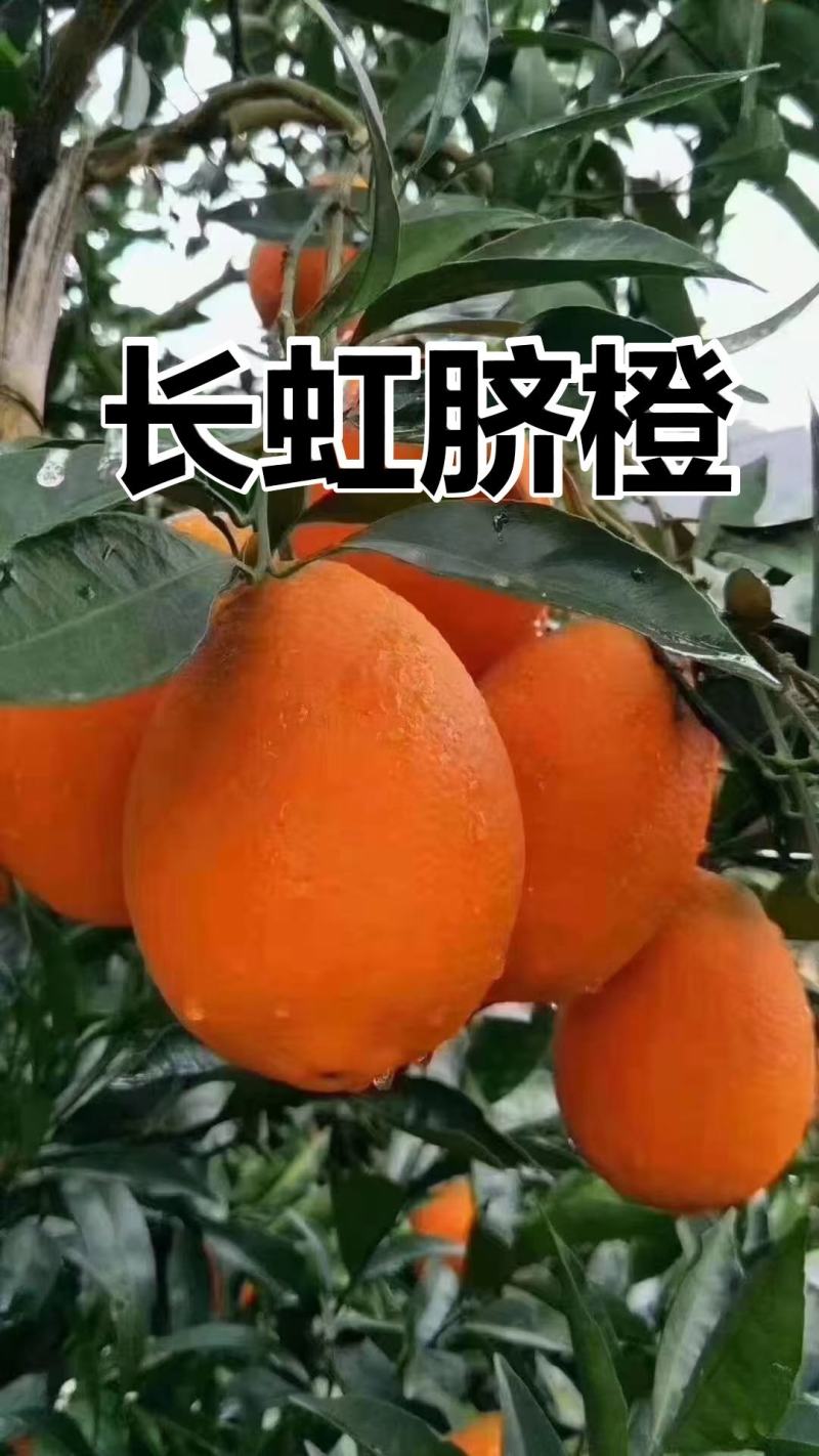 秭归长虹甜橙自产自销/支持视频，试吃现采现发/以质论价