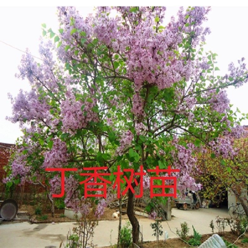 丁香苗《速生生长速度快》成活率高耐寒四季
