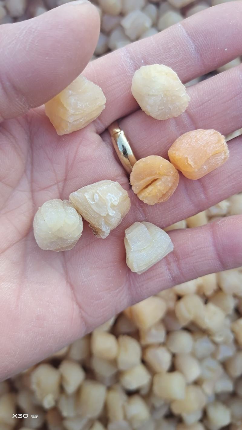 扇贝丁干贝瑶柱足干当季新货，淡干颗粒饱满一手货源
