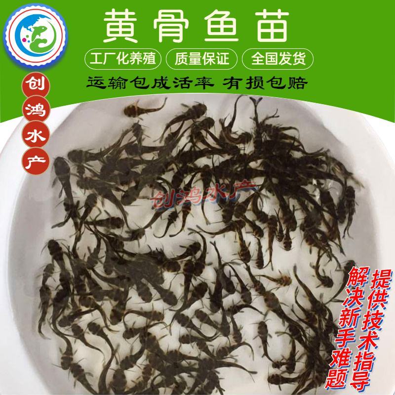 【特价批发】全雄黄骨鱼鱼苗杂交黄骨鱼苗单性黄颡鱼苗
