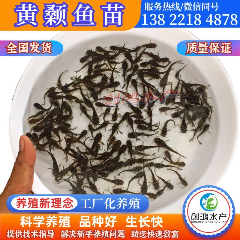 优质全雄黄骨鱼苗单性黄颡鱼苗杂交黄骨鱼苗黄辣丁鱼苗