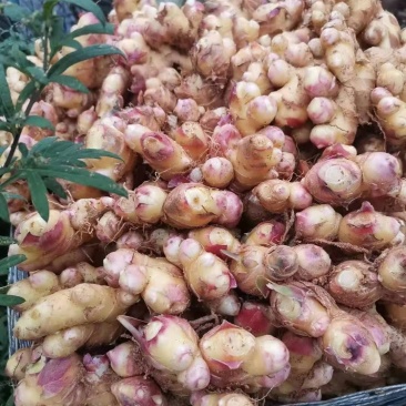贵州黄果树小黄姜干姜片，香味好，辣度高，