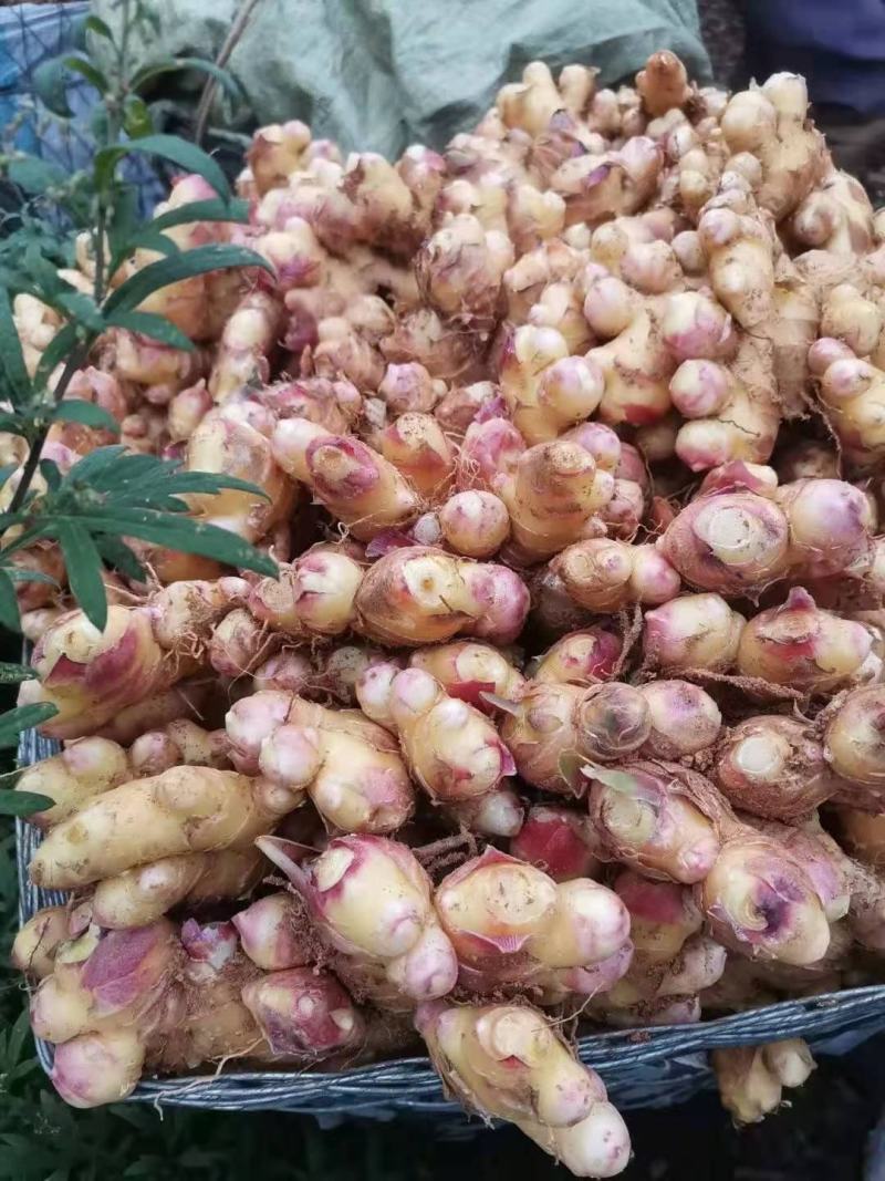 贵州黄果树小黄姜干姜片，香味好，辣度高，