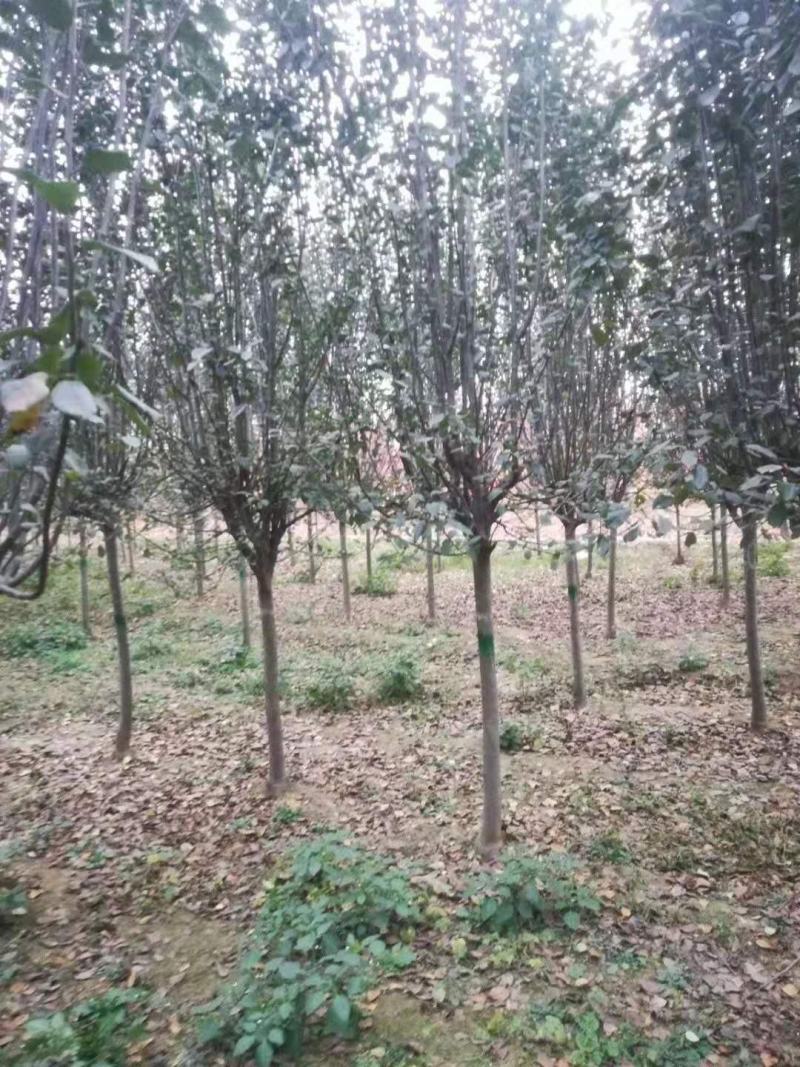 主供海棠，品种齐全，二基地是本地区较大的海棠景观园