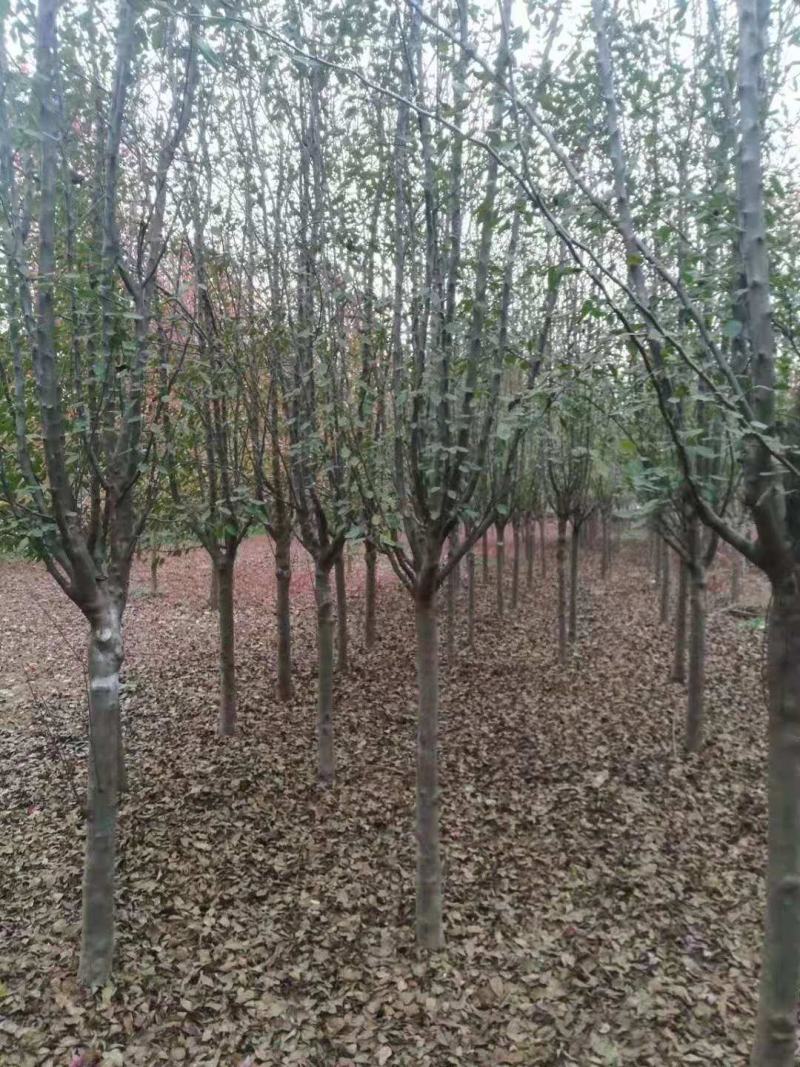 主供海棠，品种齐全，二基地是本地区较大的海棠景观园