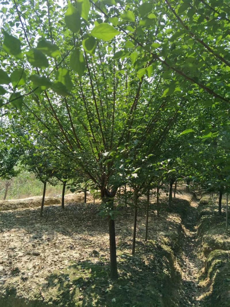 主供海棠，品种齐全，二基地是本地区较大的海棠景观园