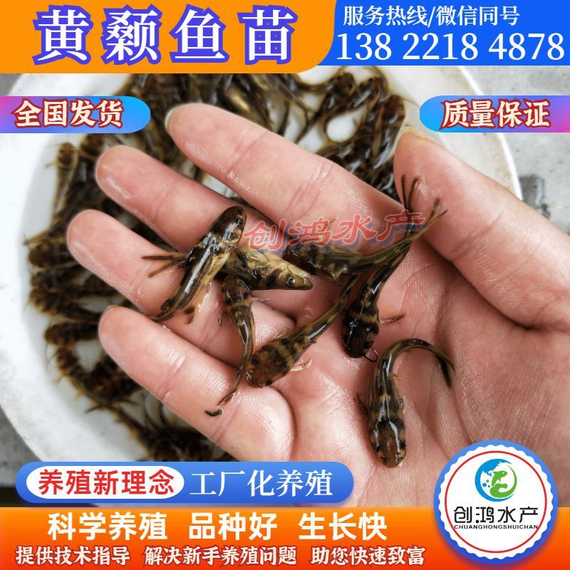 【特价批发】全雄黄骨鱼鱼苗杂交黄骨鱼苗单性黄颡鱼苗